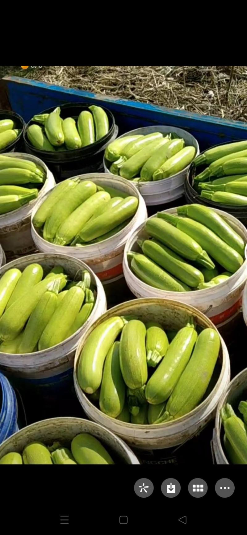绿宝西葫芦6两到1斤的质量好数量大有须要的马上联系吧。