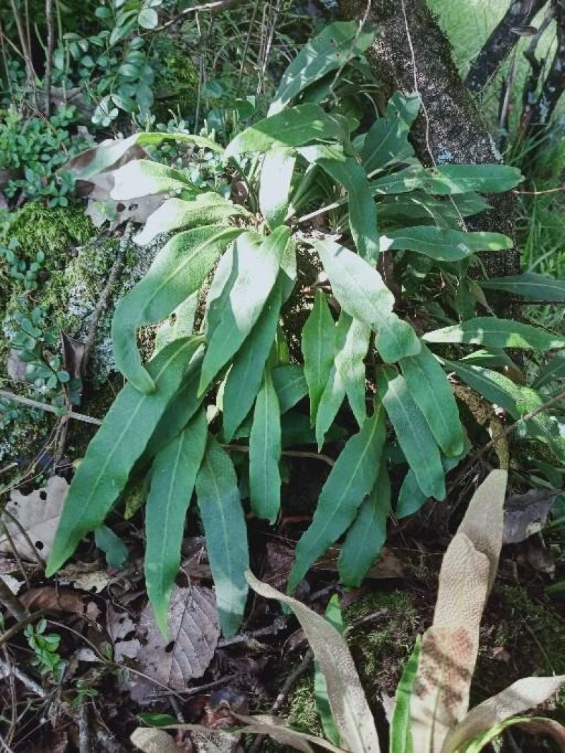 化石草