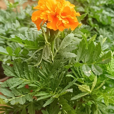 孔雀草