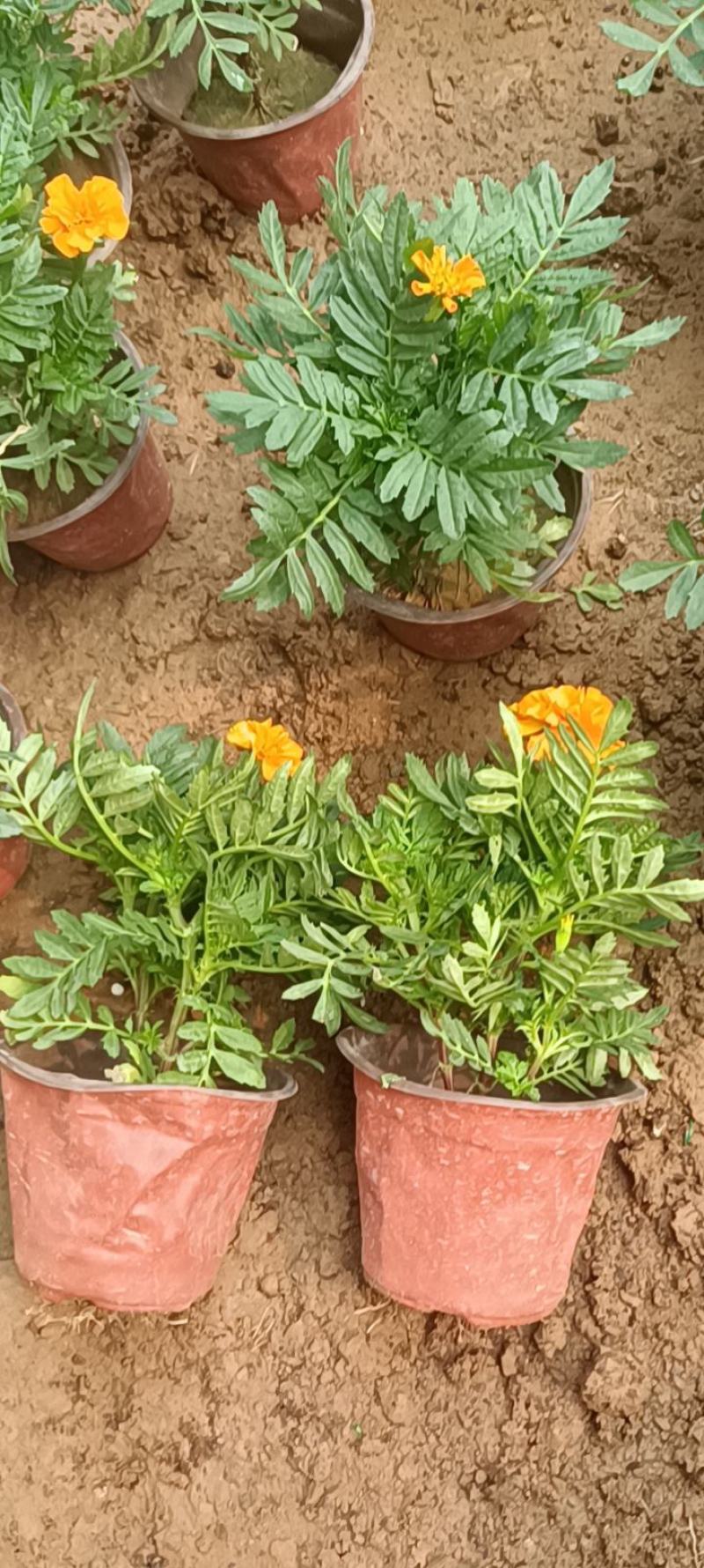 孔雀草