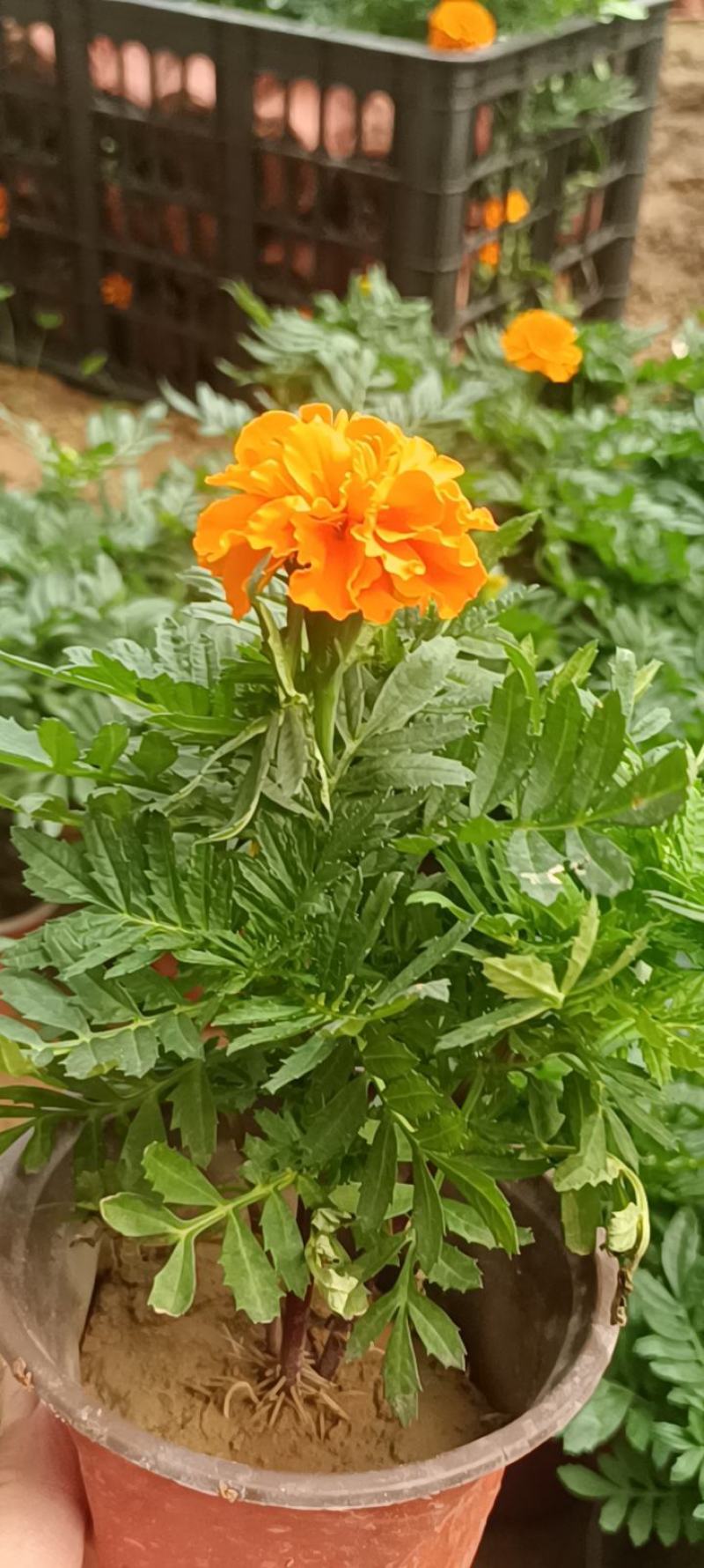 孔雀草