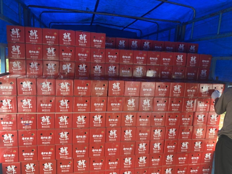 普罗旺斯西红柿山东海阳落地配一件代发