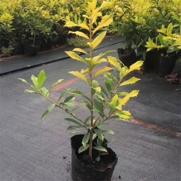 黄金枸骨盆栽四季冬青室外庭院种植多年生观叶植物常绿灌木