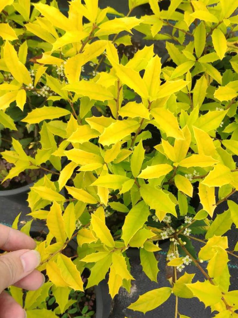 黄金枸骨盆栽四季冬青室外庭院种植多年生观叶植物常绿灌木