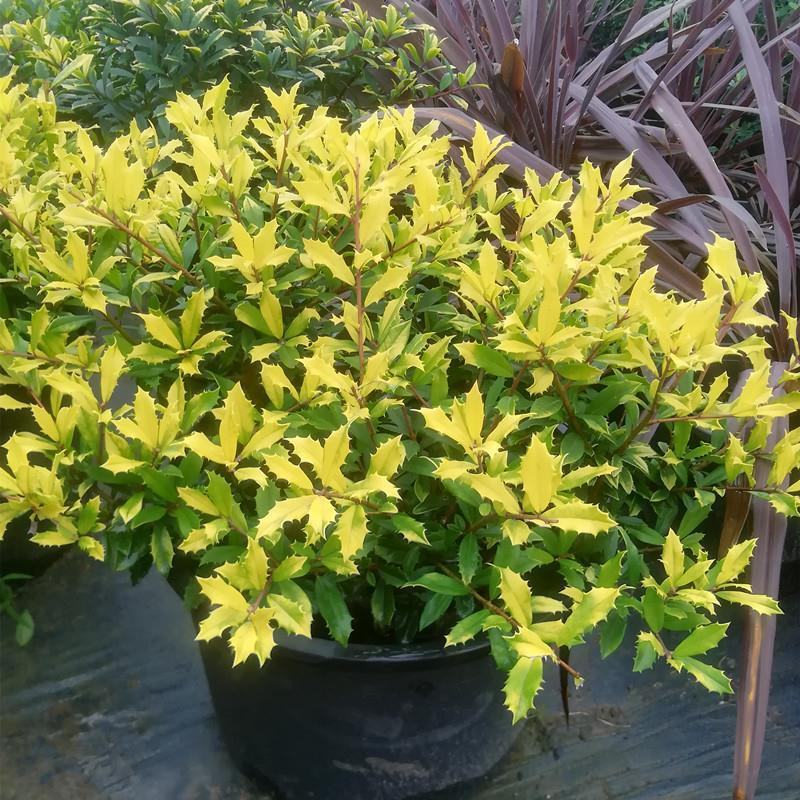 黄金枸骨盆栽四季冬青室外庭院种植多年生观叶植物常绿灌木