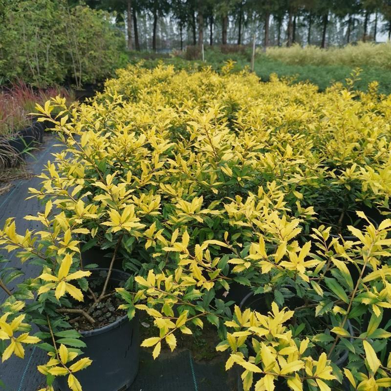 黄金枸骨盆栽四季冬青室外庭院种植多年生观叶植物常绿灌木