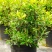 黄金枸骨盆栽四季冬青室外庭院种植多年生观叶植物常绿灌木