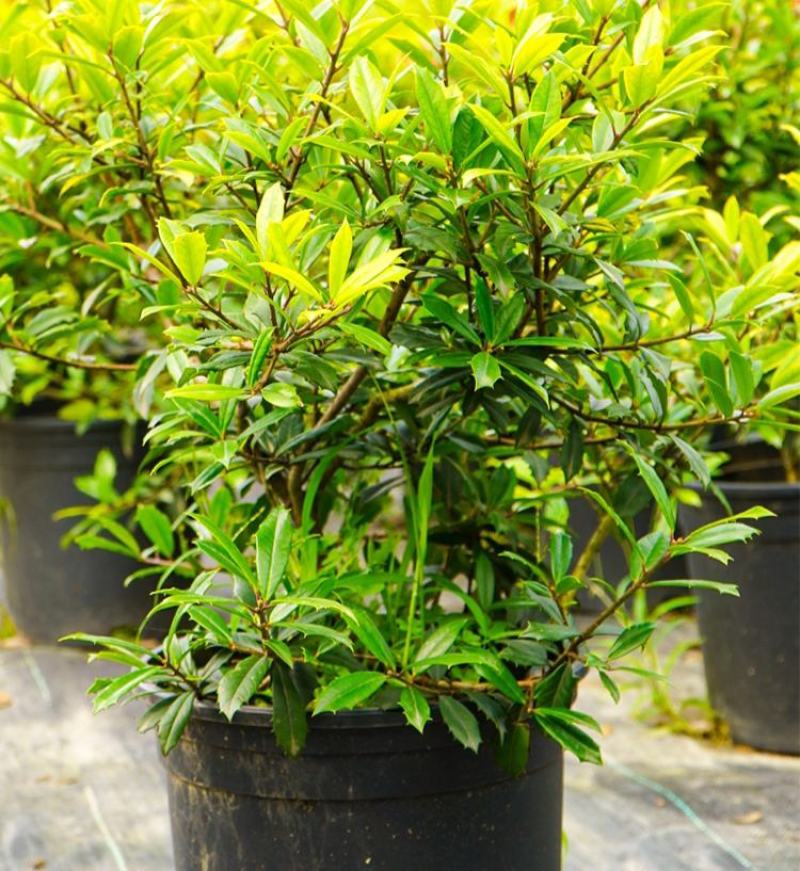 黄金枸骨盆栽四季冬青室外庭院种植多年生观叶植物常绿灌木