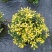 黄金枸骨盆栽四季冬青室外庭院种植多年生观叶植物常绿灌木
