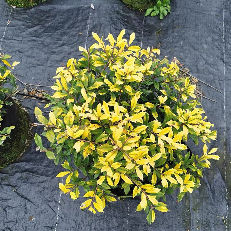 黄金枸骨盆栽四季冬青室外庭院种植多年生观叶植物常绿灌木