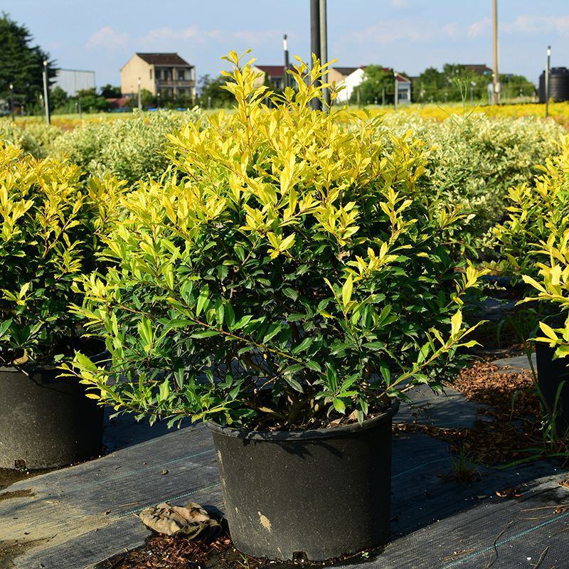 黄金枸骨盆栽四季冬青室外庭院种植多年生观叶植物常绿灌木