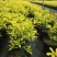 黄金枸骨盆栽四季冬青室外庭院种植多年生观叶植物常绿灌木