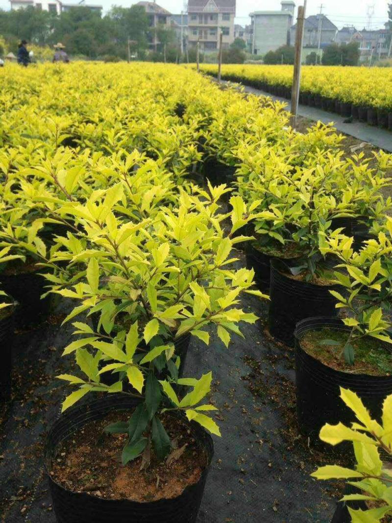 黄金枸骨盆栽四季冬青室外庭院种植多年生观叶植物常绿灌木