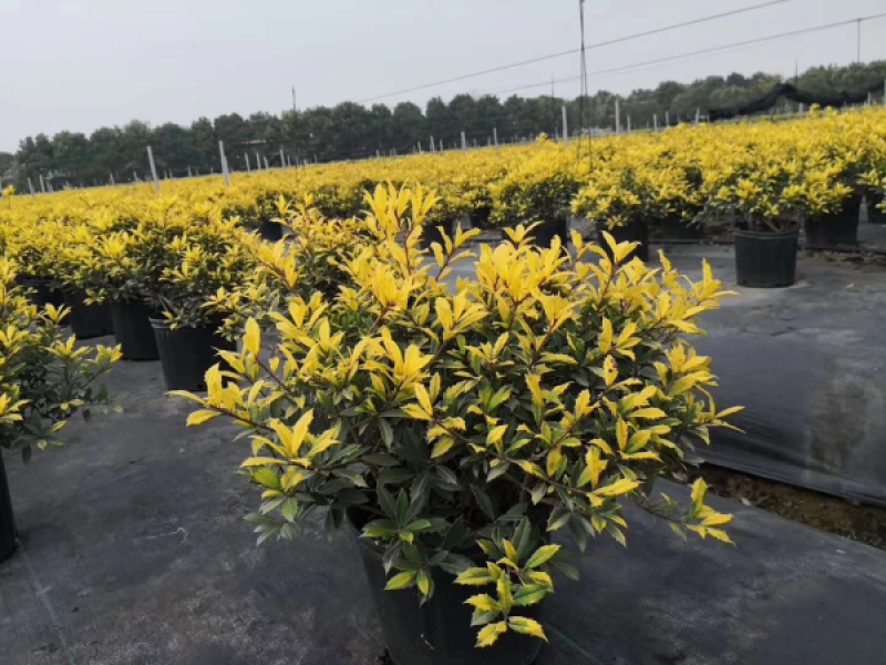 黄金枸骨盆栽四季冬青室外庭院种植多年生观叶植物常绿灌木