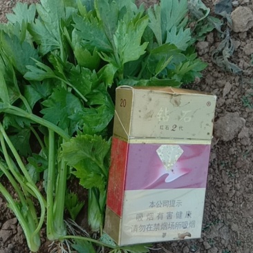 【精品】芹菜苗，河北优质芹菜苗，成活率高，一手货源便宜！