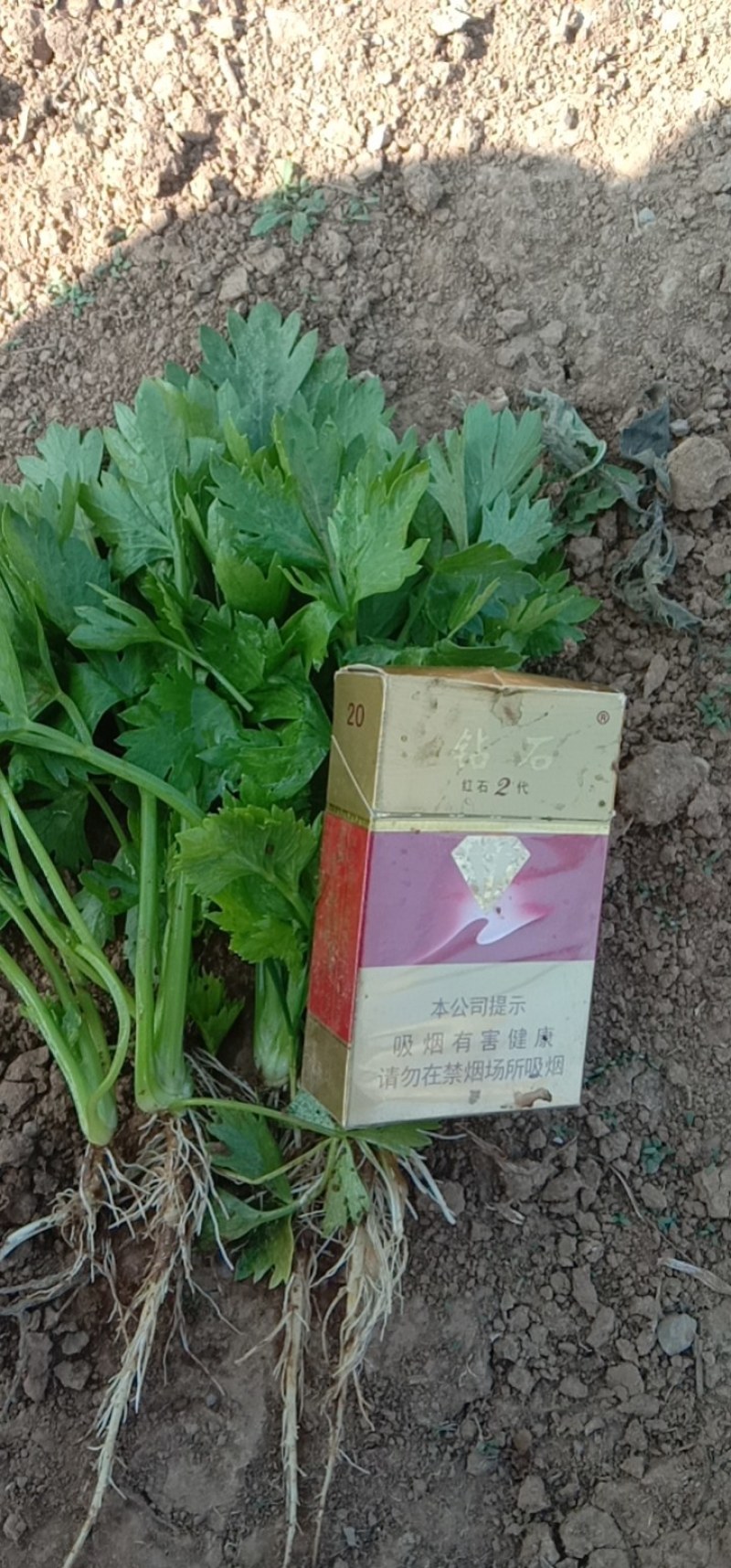 【精品】芹菜苗，河北优质芹菜苗，成活率高，一手货源便宜！