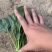 山东潍坊精品菠菜产地现割货源稳定可视频看货欢迎咨询