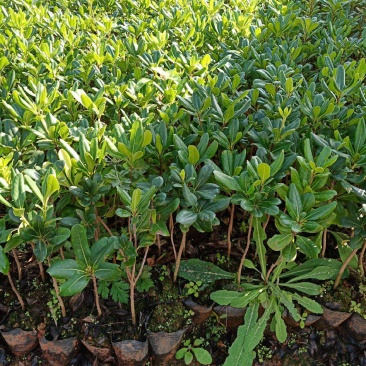 海桐树苗庭院绿化苗木季常青气味芳香驱蚊虫绿植物围墙绿篱笆
