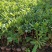 海桐树苗庭院绿化苗木季常青气味芳香驱蚊虫绿植物围墙绿篱笆