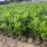 海桐树苗庭院绿化苗木季常青气味芳香驱蚊虫绿植物围墙绿篱笆