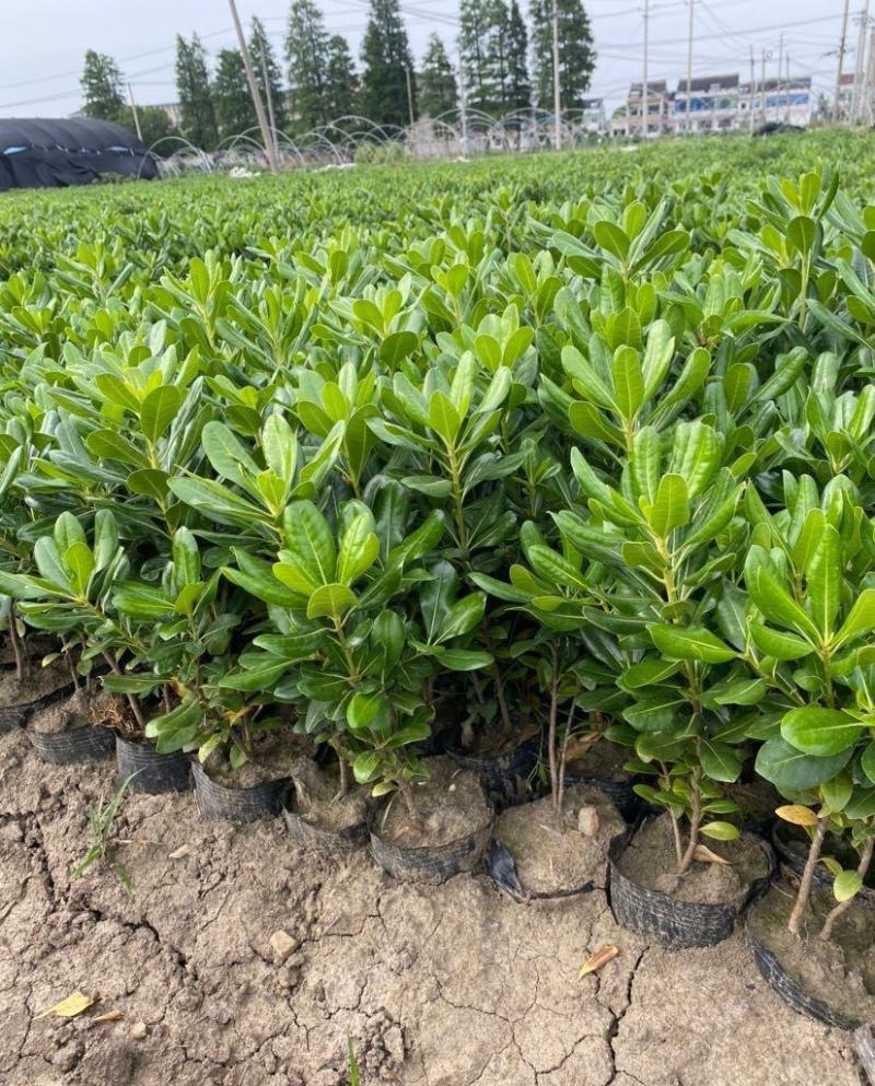 海桐树苗庭院绿化苗木季常青气味芳香驱蚊虫绿植物围墙绿篱笆
