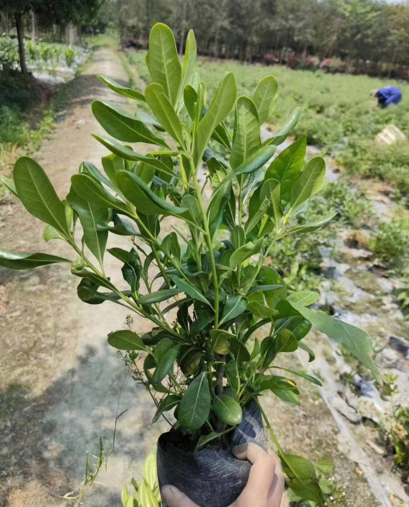 海桐树苗庭院绿化苗木季常青气味芳香驱蚊虫绿植物围墙绿篱笆