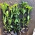 海桐树苗庭院绿化苗木季常青气味芳香驱蚊虫绿植物围墙绿篱笆
