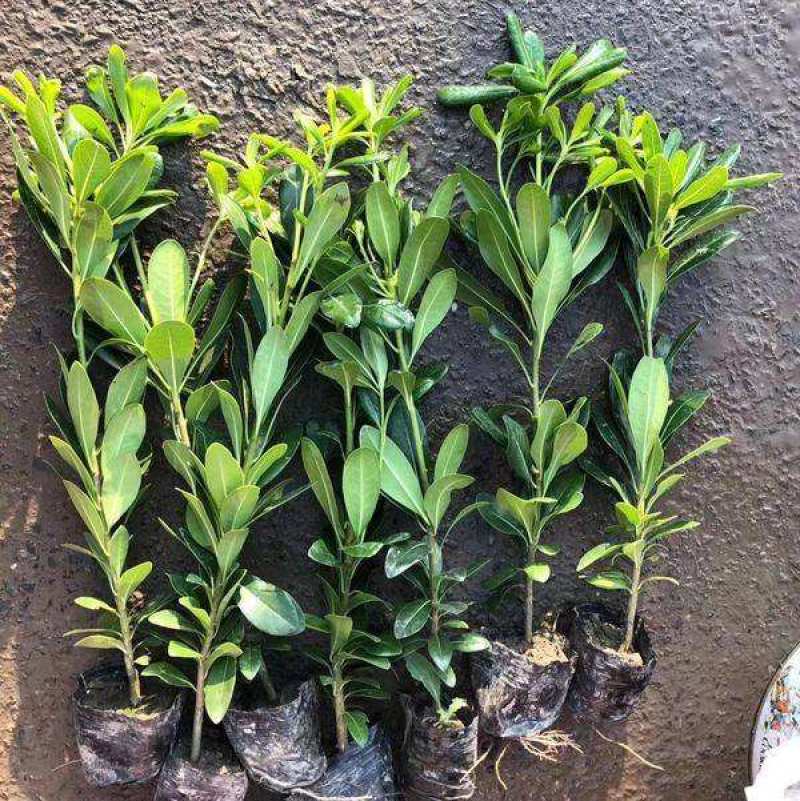 海桐树苗庭院绿化苗木季常青气味芳香驱蚊虫绿植物围墙绿篱笆