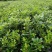 海桐树苗庭院绿化苗木季常青气味芳香驱蚊虫绿植物围墙绿篱笆