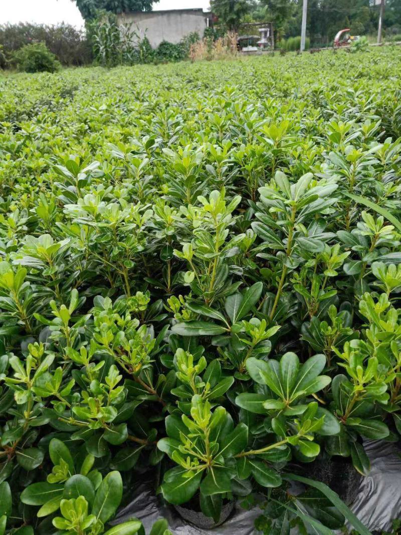 海桐树苗庭院绿化苗木季常青气味芳香驱蚊虫绿植物围墙绿篱笆