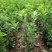 海桐树苗庭院绿化苗木季常青气味芳香驱蚊虫绿植物围墙绿篱笆