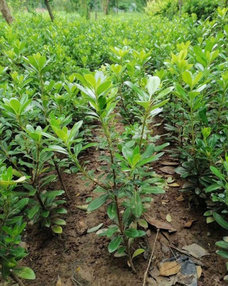 海桐树苗庭院绿化苗木季常青气味芳香驱蚊虫绿植物围墙绿篱笆
