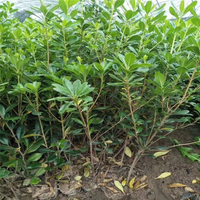 海桐树苗庭院绿化苗木季常青气味芳香驱蚊虫绿植物围墙绿篱笆