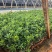 海桐树苗庭院绿化苗木季常青气味芳香驱蚊虫绿植物围墙绿篱笆