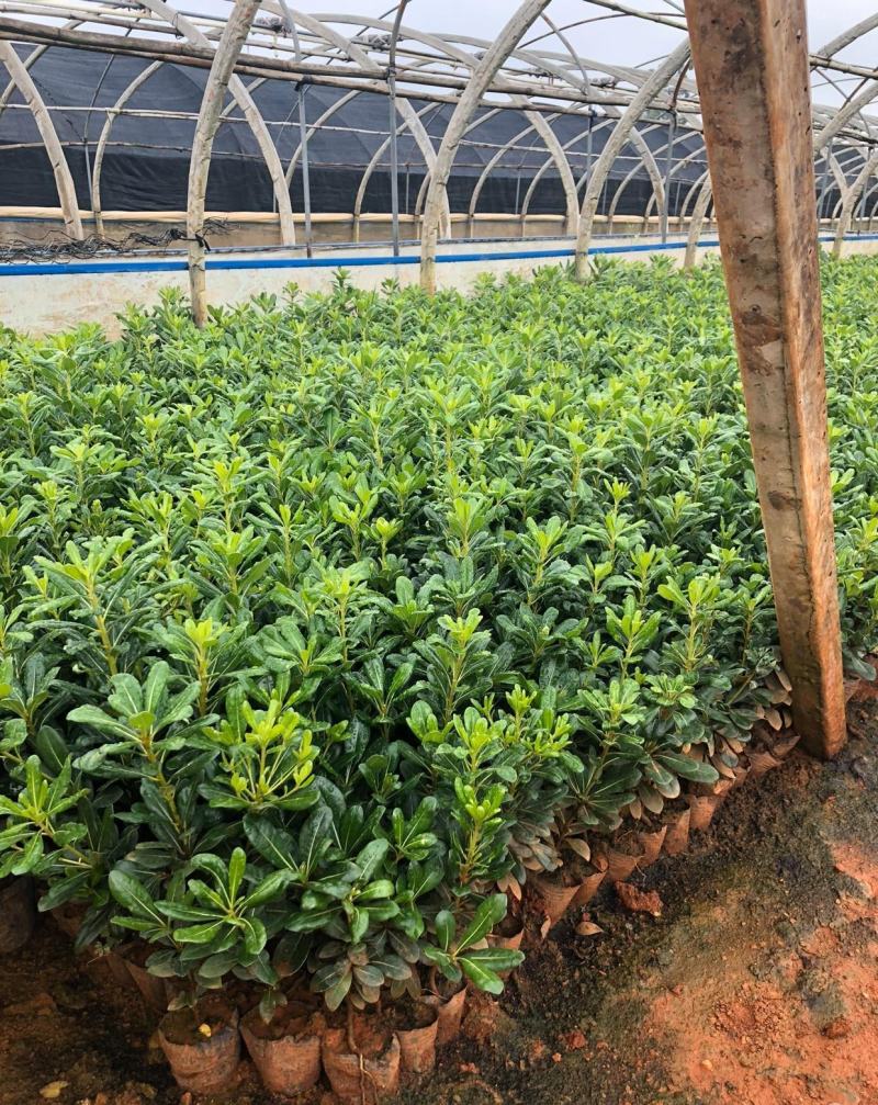 海桐树苗庭院绿化苗木季常青气味芳香驱蚊虫绿植物围墙绿篱笆