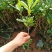 海桐树苗庭院绿化苗木季常青气味芳香驱蚊虫绿植物围墙绿篱笆
