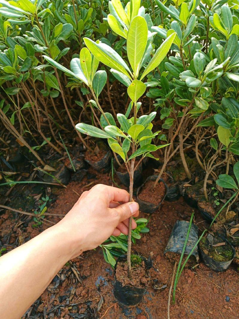 海桐树苗庭院绿化苗木季常青气味芳香驱蚊虫绿植物围墙绿篱笆