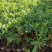 海桐树苗庭院绿化苗木季常青气味芳香驱蚊虫绿植物围墙绿篱笆