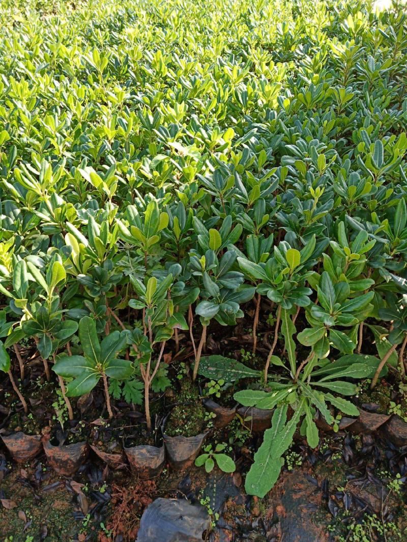 海桐树苗庭院绿化苗木季常青气味芳香驱蚊虫绿植物围墙绿篱笆