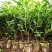 海桐树苗庭院绿化苗木季常青气味芳香驱蚊虫绿植物围墙绿篱笆