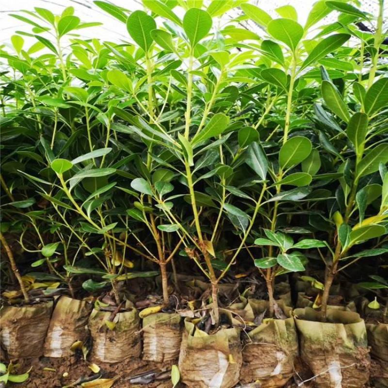 海桐树苗庭院绿化苗木季常青气味芳香驱蚊虫绿植物围墙绿篱笆