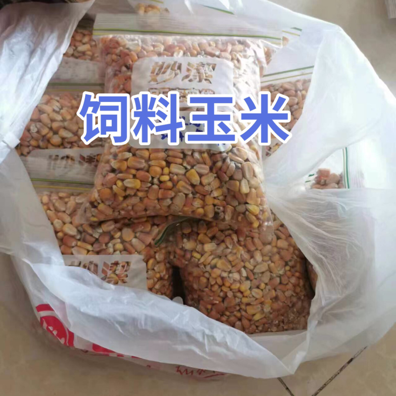 饲料玉米，起订量：1万吨