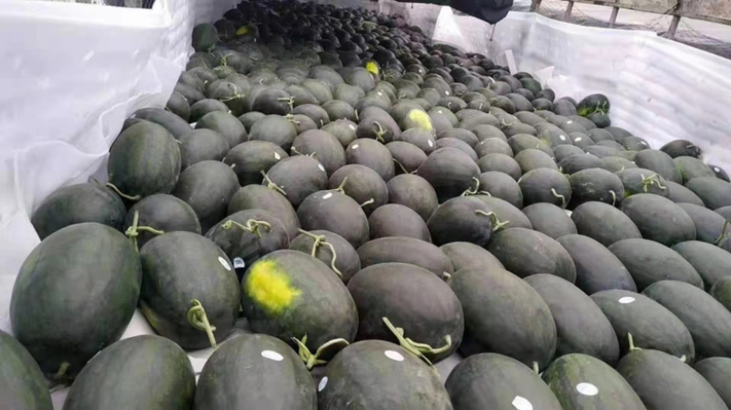 安徽西瓜精品黑美人西瓜大量有货保熟保甜价格平稳质保发货