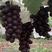 黑皇葡萄苗种苗水果苗葡萄苗包成活黑皇葡萄树苗