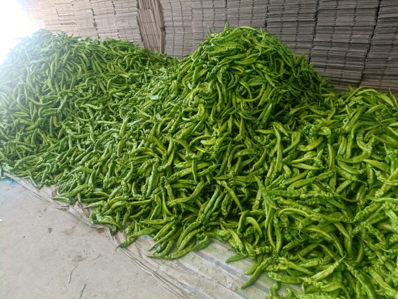 长剑尖椒.黄绿皮.中辣.质量好.产地代办.