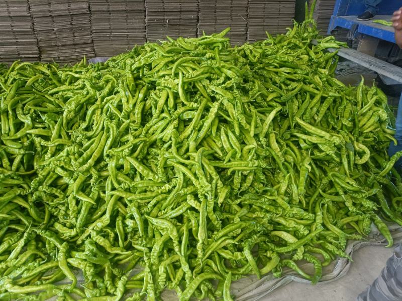长剑尖椒.黄绿皮.中辣.质量好.产地代办.
