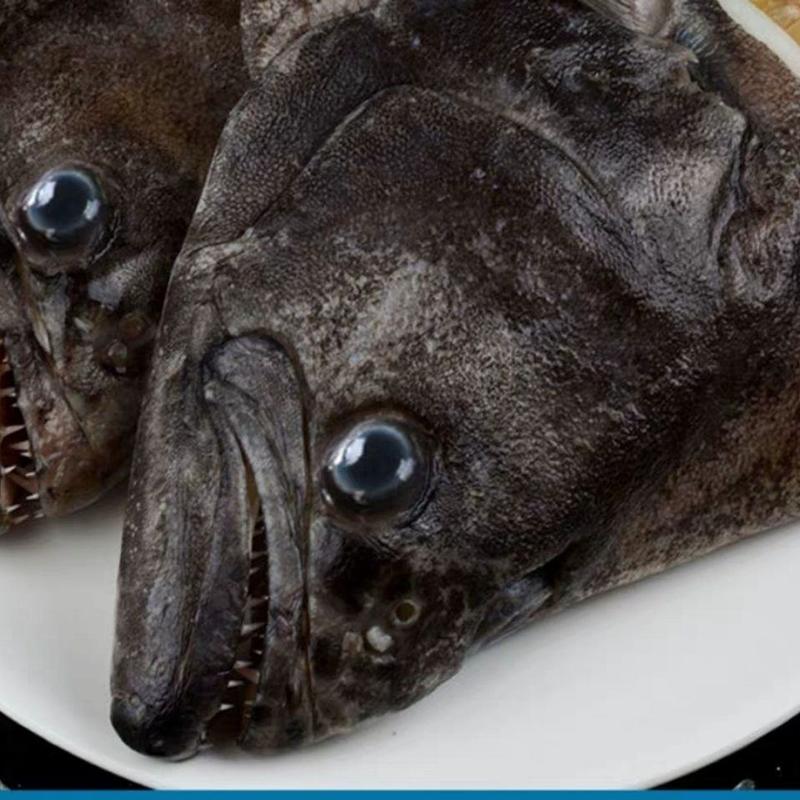 深海碟鱼头比目鱼多宝鱼