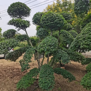 造型树小叶女贞造型树黑松造型树景观庭院绿化苗木
