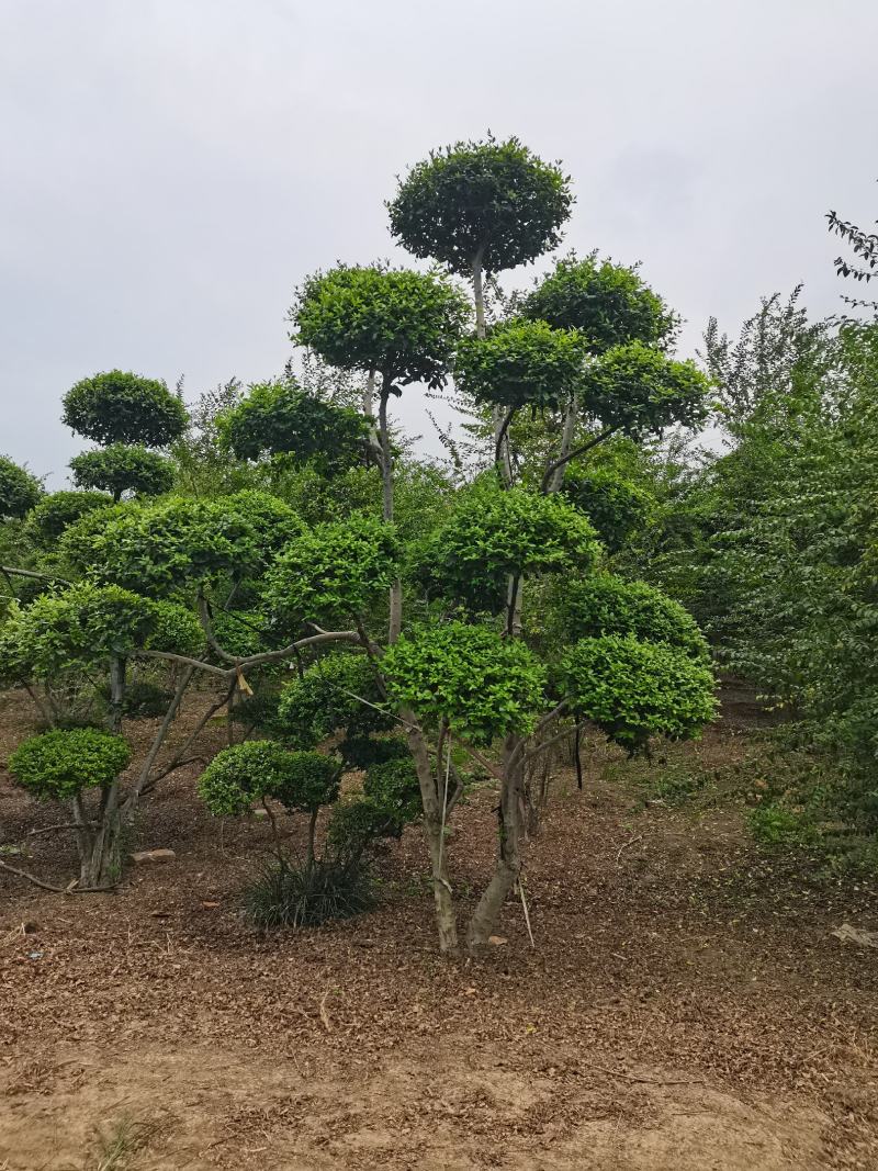 造型树小叶女贞造型树黑松造型树景观庭院绿化苗木