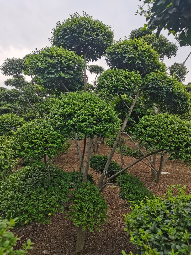 造型树小叶女贞造型树黑松造型树景观庭院绿化苗木
